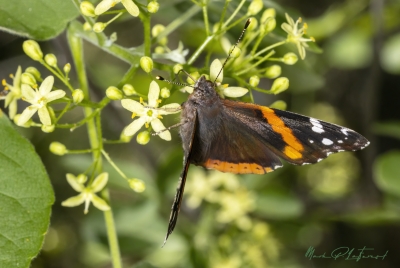 Red Admiral Butterfly 2024